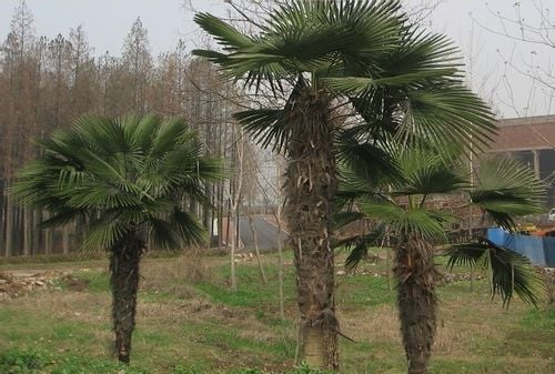 Palma mrozoodporna Trachycarpus Fortunei P13 na Arena.pl