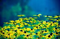 FOTOTAPETA KWIATY POLANA ŁĄKA ŻÓŁTE KWIATY