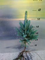 Świerk SREBRNY pospolity 5lat 40-70cm NA PLANTACJE