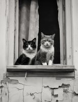 Plakat 50x65cm Para w Oknie