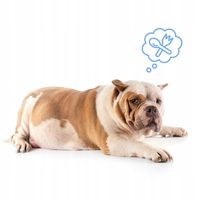 VETERAL KOLAGEN dla PSA TABLETKI Collagen Formula Dysplazja ZDROWE STAWY