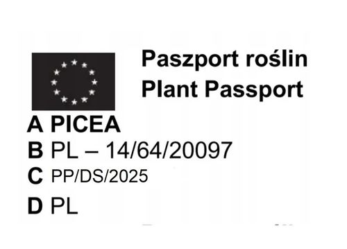 ŚWIERK SREBRNY KAIBAB PAKIET 10 szt - sadzonki 20 / 30 cm na Arena.pl