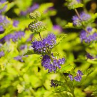 Barbula klandońska 'Worcester Gold' (Caryopteris clandonensis) Doniczka 2L
