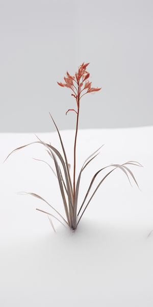 Plakat 50x100cm Subtelność Natury zdjęcie 1