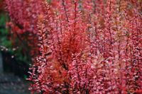 Berberys Thunberga Erecta - Berberis thunbergii