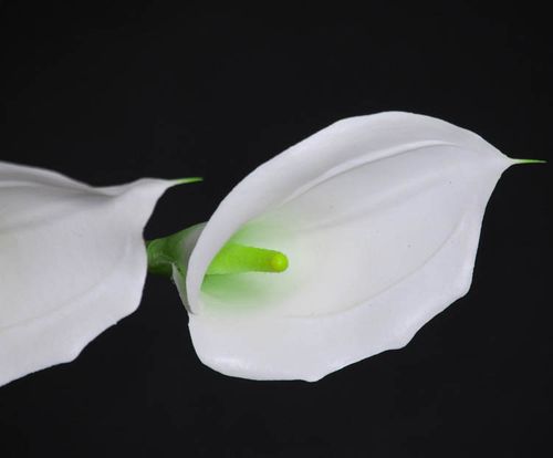 Kalia biała na Arena.pl