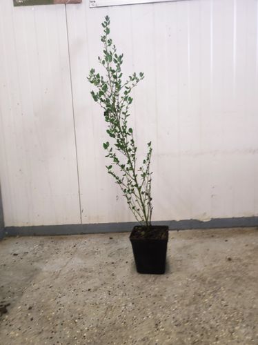 PRUSZNIK Fioletowy - sadzonki 40 / 50 cm na Arena.pl