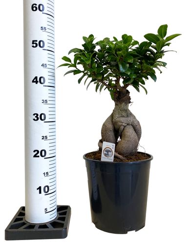 Bonsai Fikus Microcarpa GINSENG 55 cm na Arena.pl