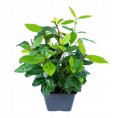 Laurus Nobilis WŁASNY LIŚĆ LAUROWY - Wawrzyn Szlachetny - Drzewko Do na Arena.pl