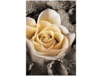 100 70CM OBRAZ PŁÓTNO DELIKATNA RÓŻA PŁÓTNO RAMA