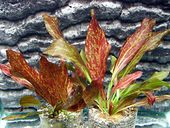 Echinodorus Red Flame- Żabienica[koszyk]