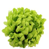 Chryzantema wyr. lemon 6 szt