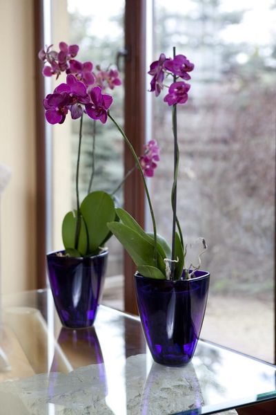 OSŁONKA DO STORCZYKÓW 12 CM ŻÓŁTA zdjęcie 3