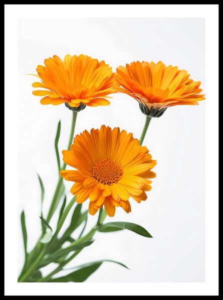 Plakat 42x59,4cm Słoneczne Kalendule zdjęcie 3
