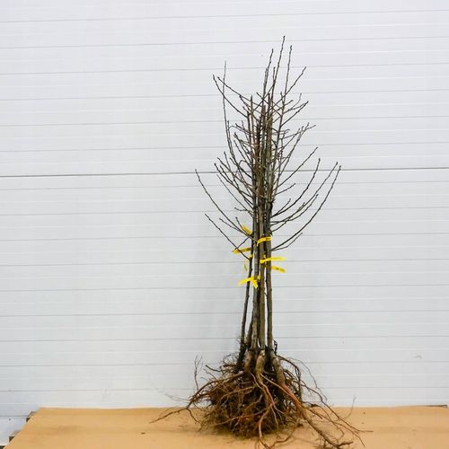 SADZONKI DRZEWKA OWOCOWE ŚLIWA WĘGIERKA DĄBROWICKA STARA POLSKA na Arena.pl