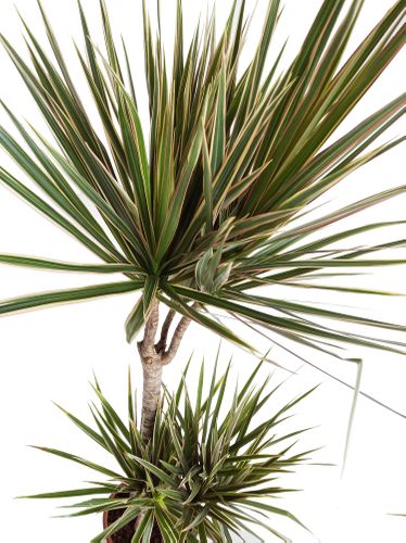 DRACENA BICOLOR 125cm na Arena.pl
