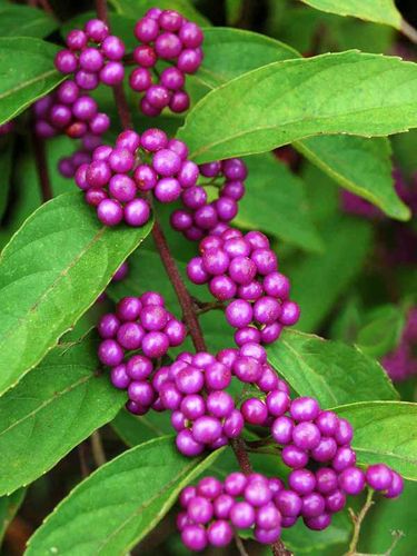 Pięknotka Bodinera Profusion C2 na Arena.pl