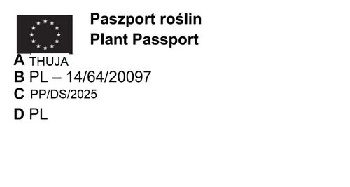 TUJA SZMARAGD - sadzonki 50 / 70 cm na Arena.pl