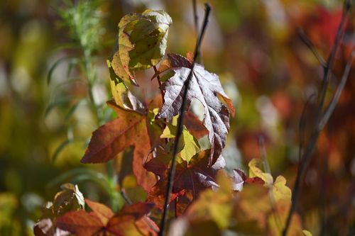 Ambrowiec amerykański - Liquidambar styraciflua na Arena.pl