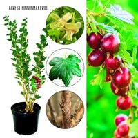 Agrest Hinnonmaki Rot łatwy w uprawie KRZEW 40–80 cm