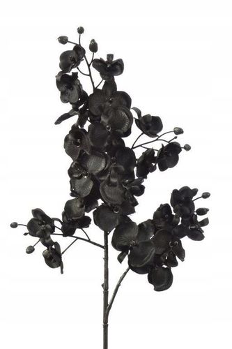 Storczyk drobny czarny na Arena.pl