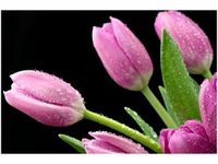 60X40CM FIOLETOWE TULIPANY OBRAZ