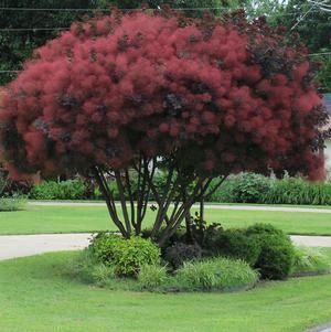 C2 Perukowiec royal purple zdjęcie 1