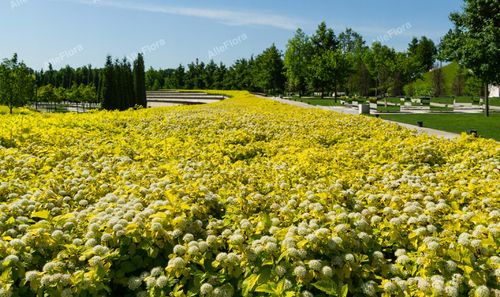 Pęcherznica kalinolistna 'Nugget' (Physocarpus opulifolius) Doniczka 2.0L na Arena.pl