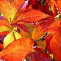 Winobluszcz pięciolistkowy (Parthenocissus) w doniczkach P11, 40-60 cm