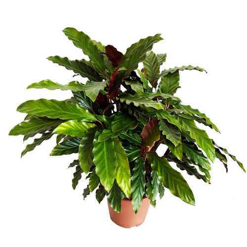 Kalatea Calathea  RUFIBARBA   60cm na Arena.pl