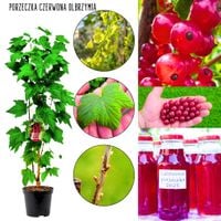 Czerwona Porzeczka Olbrzymia słodka KRZEW 40-60 cm
