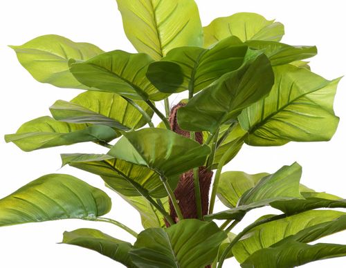 Pothous drzewko na Arena.pl