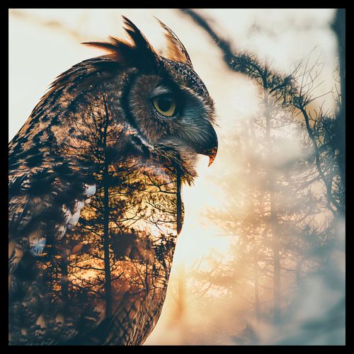 Plakat 60x60cm Sowi Duch na Arena.pl