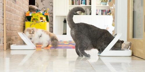 AUTOMATYCZNE KARMIDŁO POJEMNIK NA KARMĘ OTWIERAJĄCY SIĘ NA CHIP na Arena.pl