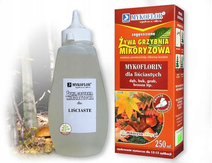 Mikoryza dla drzew liściastych zdjęcie 4