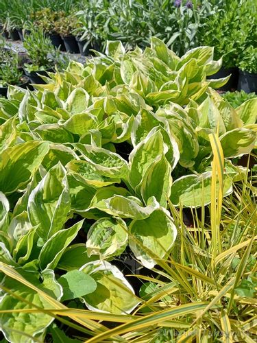 Funkia Curly Fries Hosta sadzonka na Arena.pl