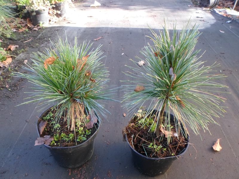 Sosna Schwerina Wiethorst 30-50cm C2 zdjęcie 7