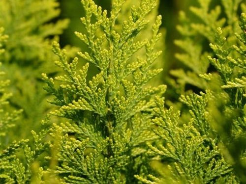 Cyprysik Lawsona IVONNE Na żywopłot Złocisty Żółty Sadzonki C3 na Arena.pl