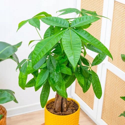 Pachira Aquatica DRZEWKO SZCZĘSCIA I Pieniędzy - Sekrety Feng Shui Dla na Arena.pl