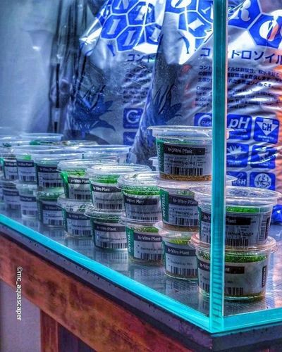 Controsoil 3l Normal substrat japoński na Arena.pl