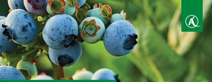 FUSILADE FORTE 150EC 1L CHWASTNICA PERZ MIOTŁA ŚRODEK CHWASTOBÓJCZY CHWASTY zdjęcie 15