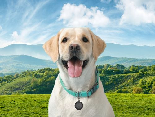 Mini lokalizator dla psa kota do roweru pojazdów kluczy torby SmartTag na Arena.pl