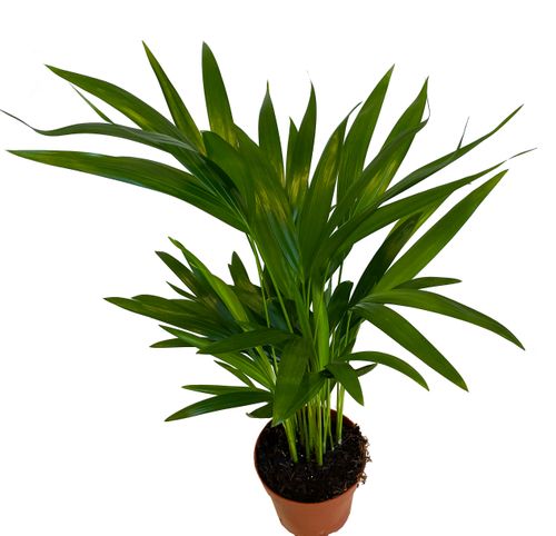 PALMA AREKA (ARECA) 40 cm na Arena.pl