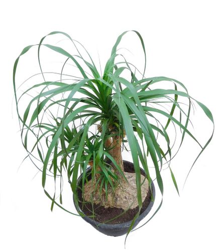 NOLINA - STOPA SŁONIA 85 cm na Arena.pl