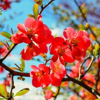 Pigwowiec TEXAS SCARLET Na nalewki Na żywopłot Miododajny Sadzonki C2