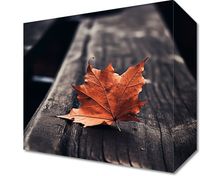 Obraz 20x20cm Pojedynczy Liść