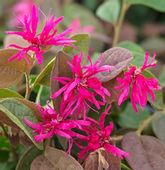 LOROPETALUM CHIŃSKIE Daybreak's Flame - sadz w doniczkach