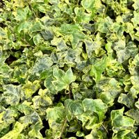Bluszcz pospolity 'Profesor Seneta' (Hedera helix) zimozielony P11