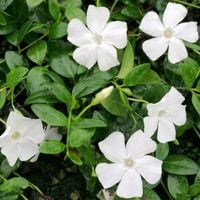 Barwinek pospolity ALBA Biały Zadarniający Do cienia Sadzonki w doniczkach