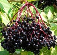 CZARNY BEZ SAMPO bomba witamin SADZONKA w DONICY